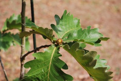 Quercus dentata 'Carl Ferris Miller'- dub zubatý 'Carl Ferris Miller' - květ a listy
